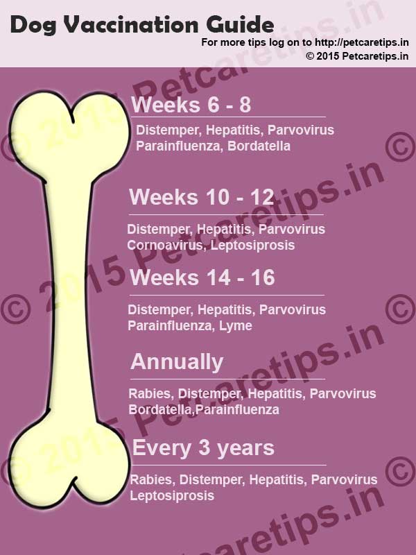 Vaccination For Dogs Chart