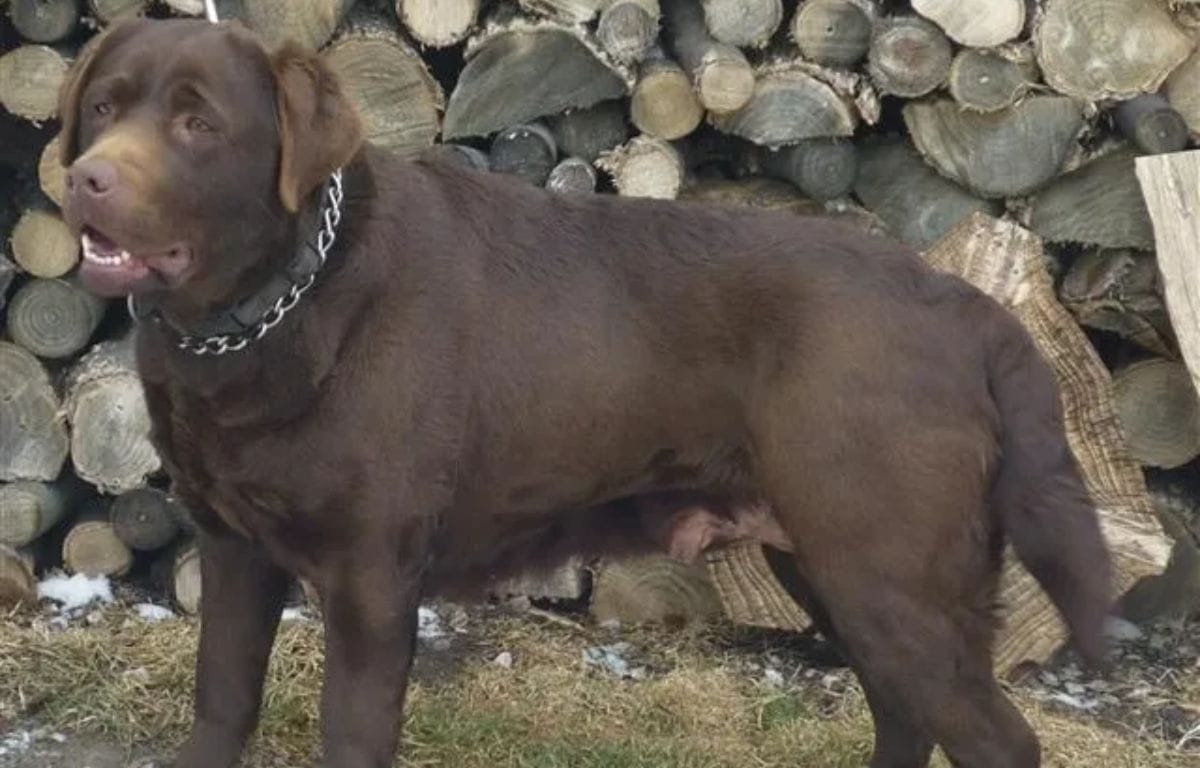 american labrador