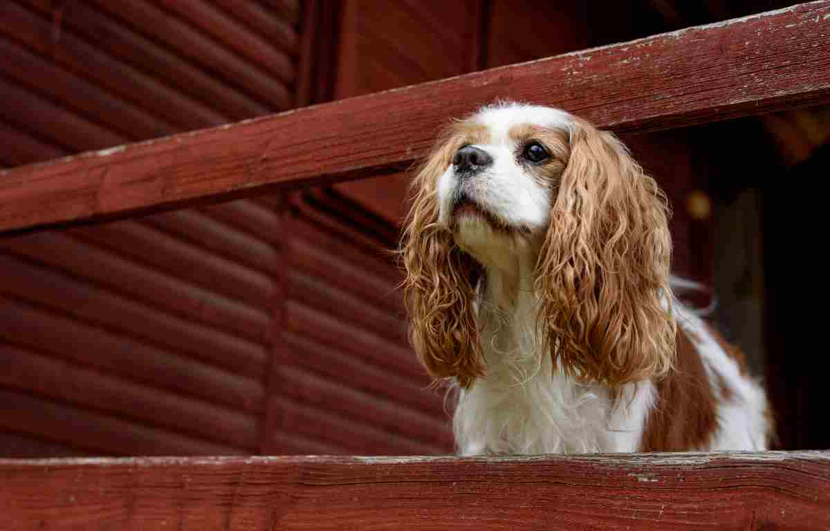 Cavalier King Charles Spaniel Price in India