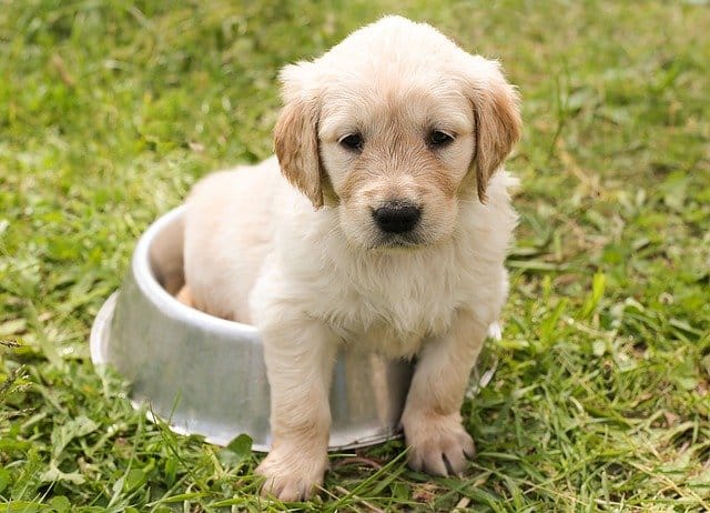 golden retriever puppies