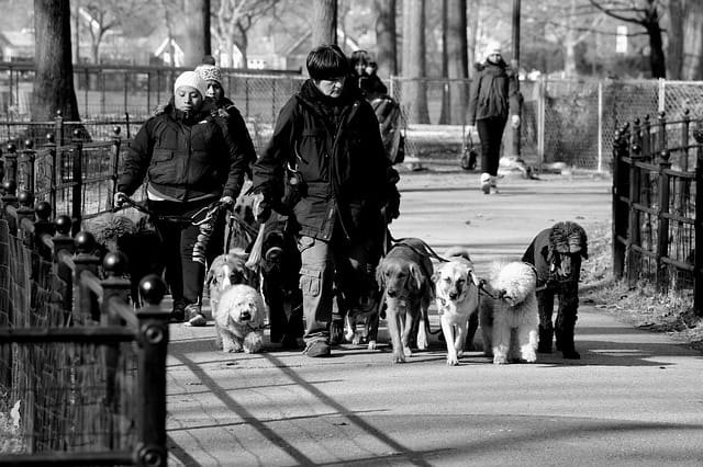 dog accessories for walking