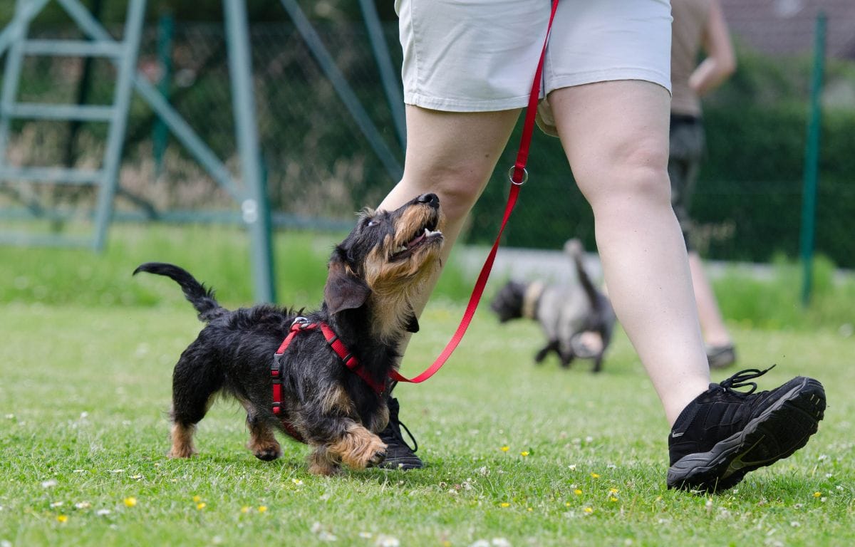 7 best dog training books