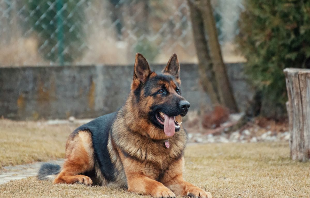 alsatian dog price in India