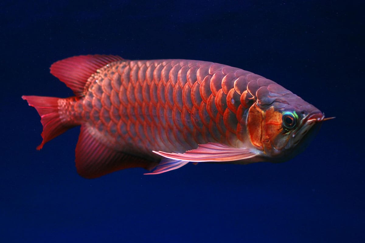 A vivid red Arowana fish swimming in an aquarium