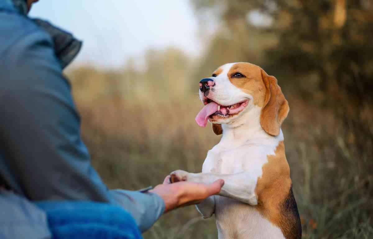 dog training near me