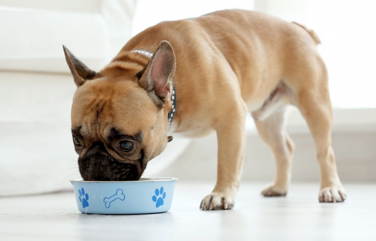 home made dog food