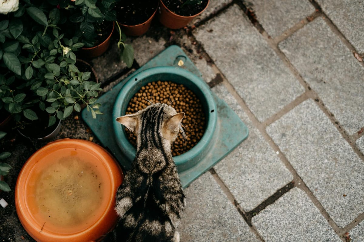 Best automatic pet feeder India — WiFi and timer options for dogs and cats