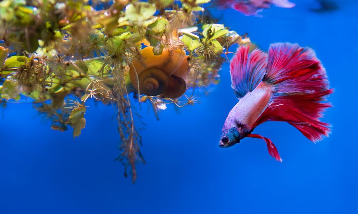 betta fish food