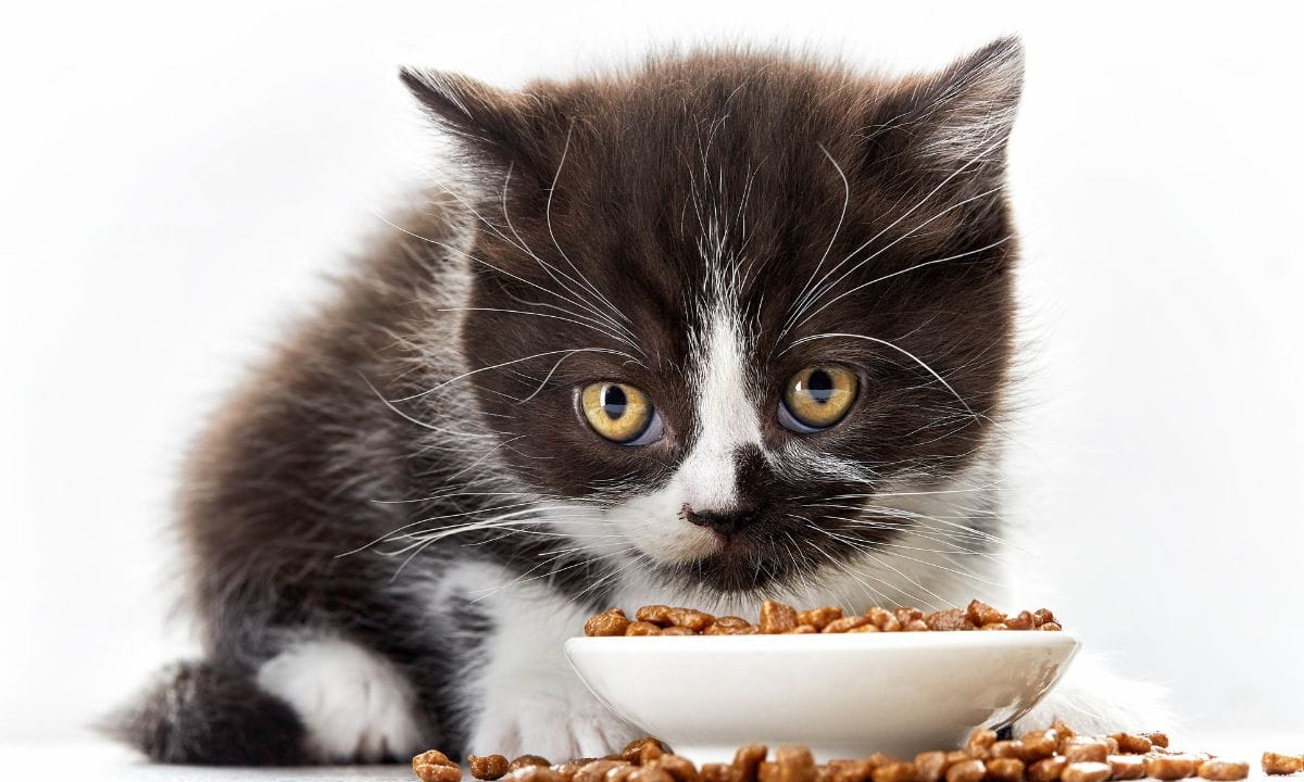 best cat food in india