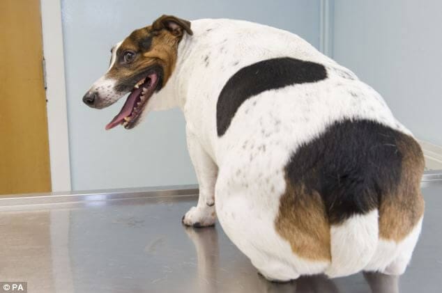 best diet for fat dog