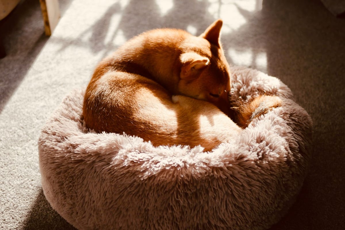 A dog sleeping comfortably curled up on a soft dog bed