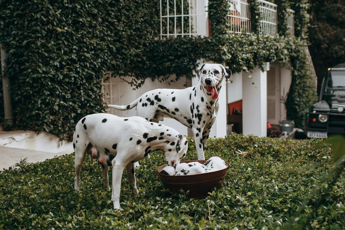 A family at home with their dog