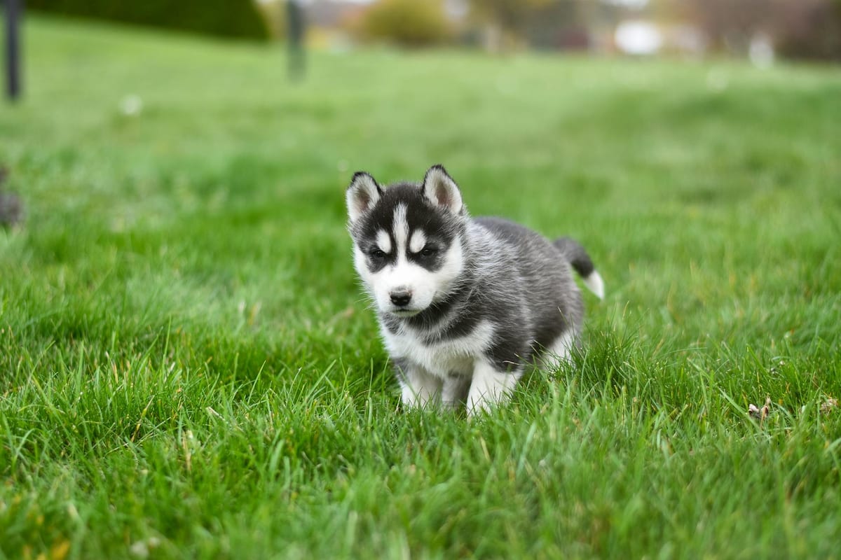 A Siberian Husky dog