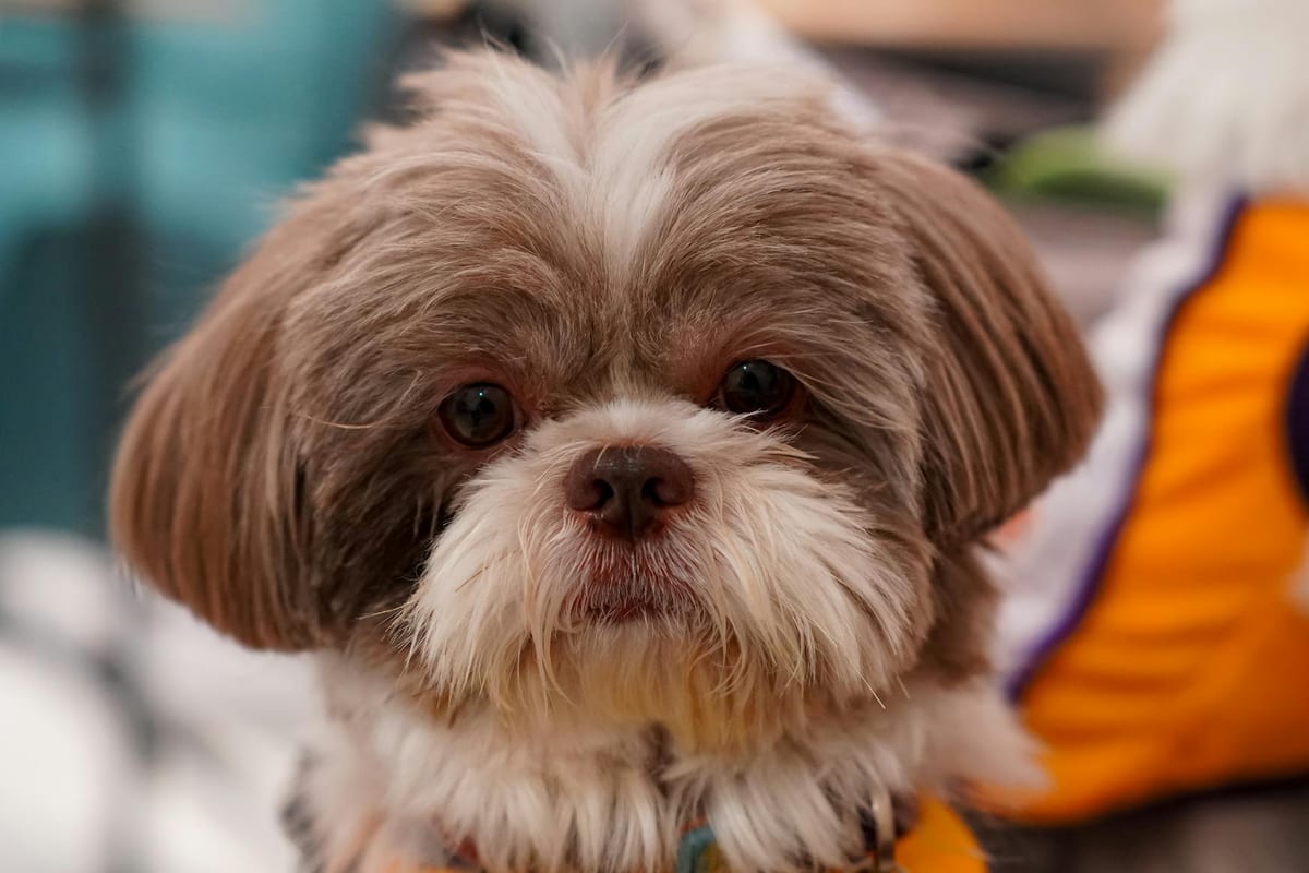 A fluffy Shih Tzu with an attentive expression