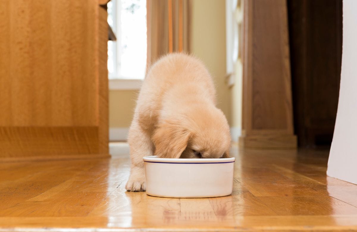 Best dog food for golden retriever puppy in India