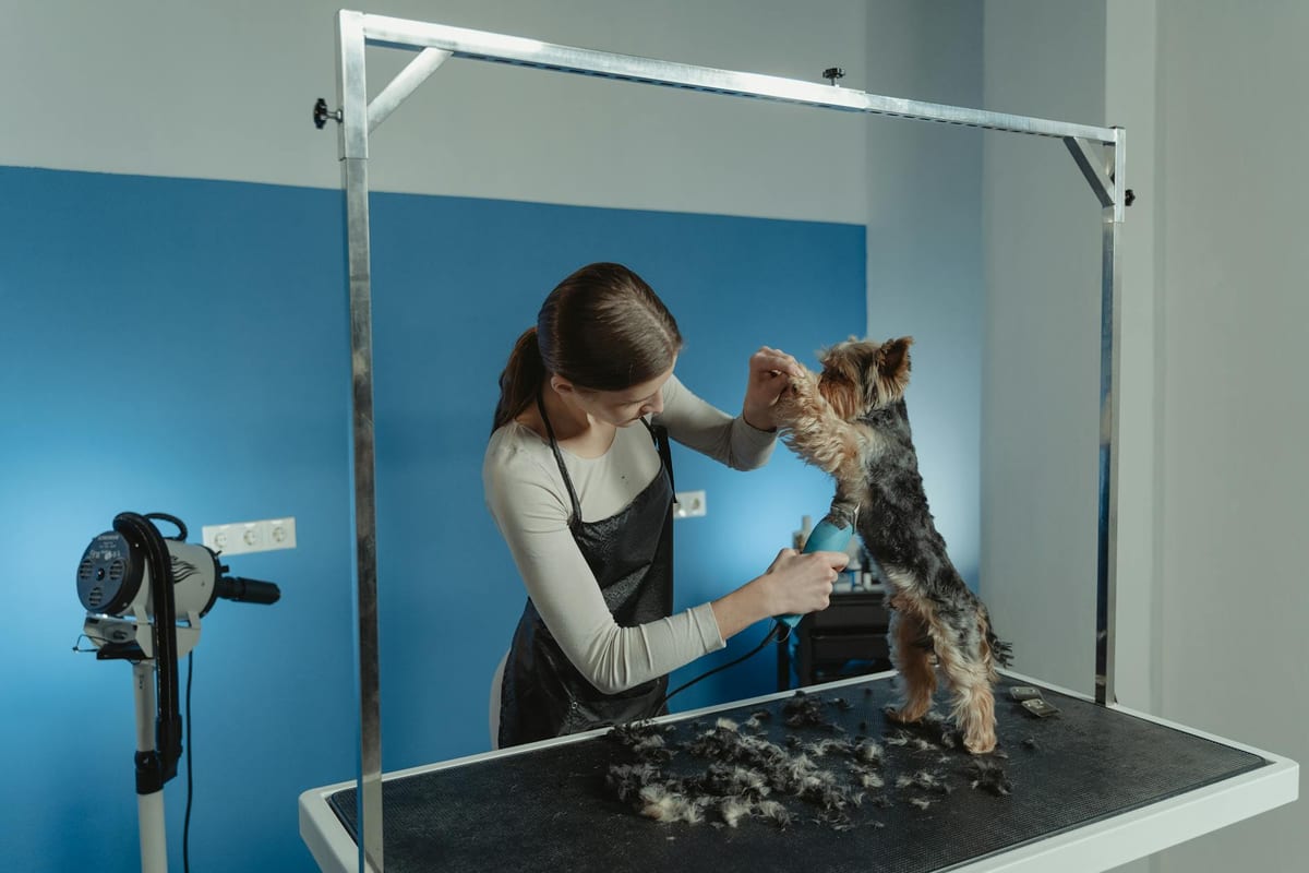 Best dog grooming kit India — clippers, scissors, brush and nail tools