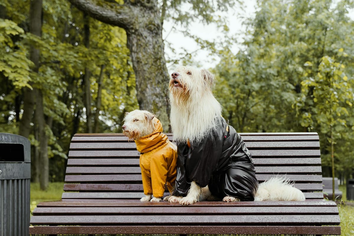 Best dog raincoat monsoon India — waterproof rain gear for dogs