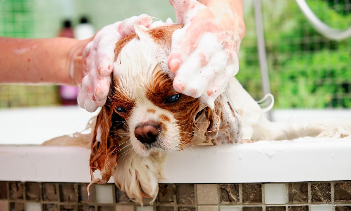 best dog shampoo in india