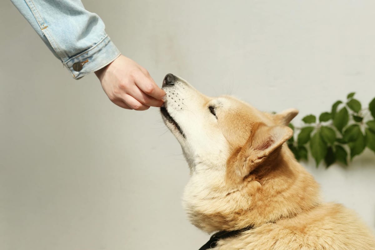 A person feeding a dog a supplement by hand