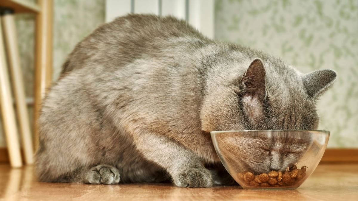 Best Dry Cat Food In India