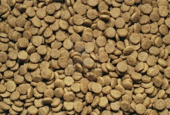 dry dog food