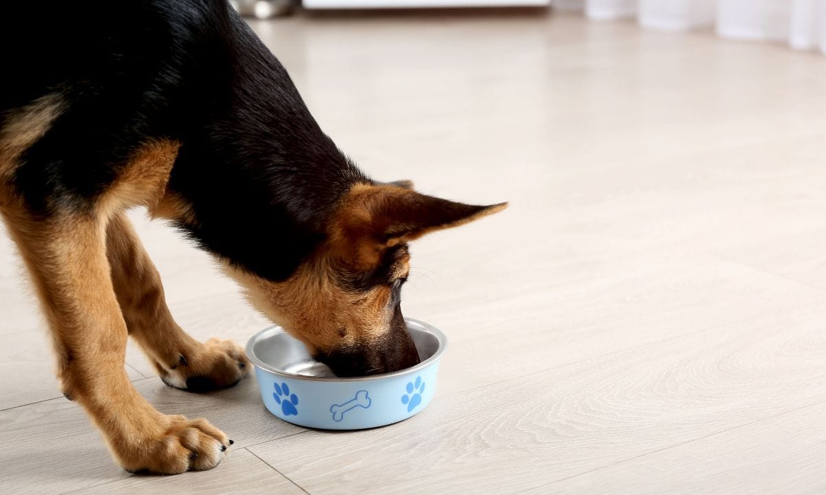 best german shepherd food in India