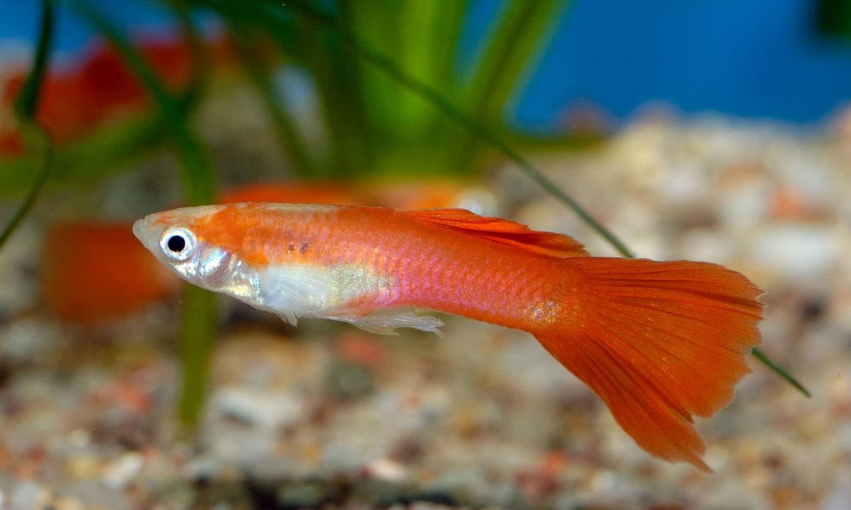 Guppy Fish Food