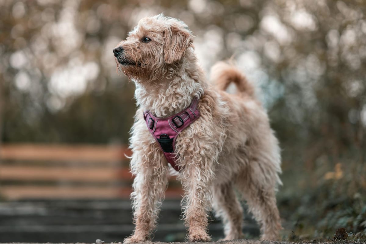 Best no pull dog harness India — front clip and dual clip options
