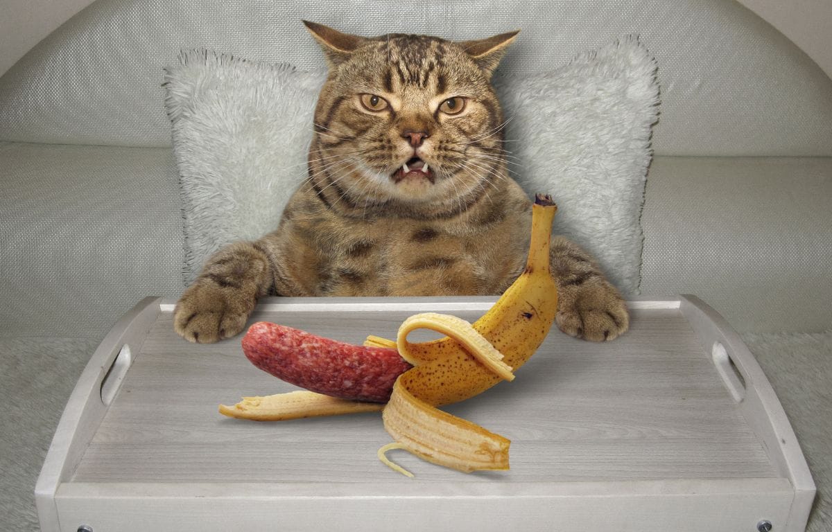 can cats eat banana