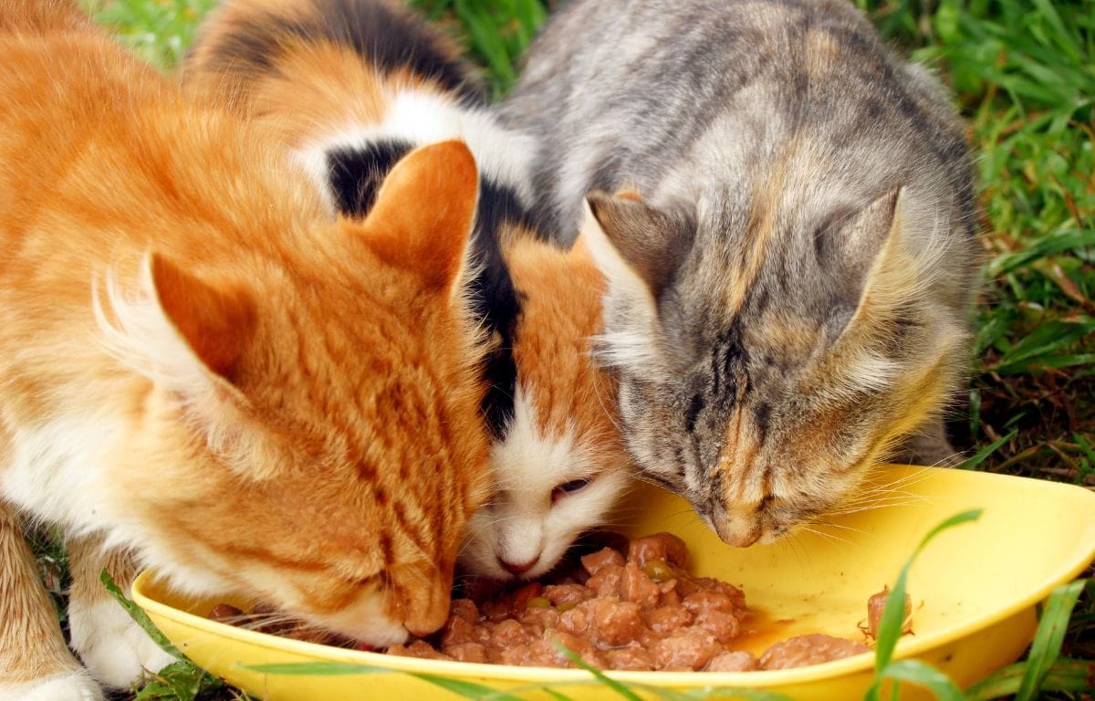 can cats eat turkey necks