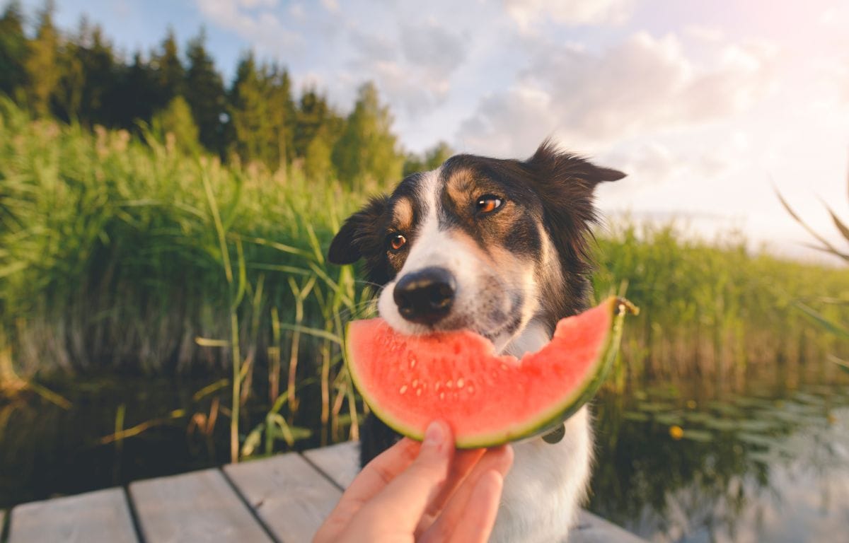 Can Dogs Eat Watermelon