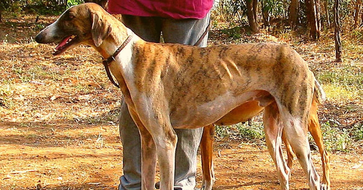 mudhol hound dog