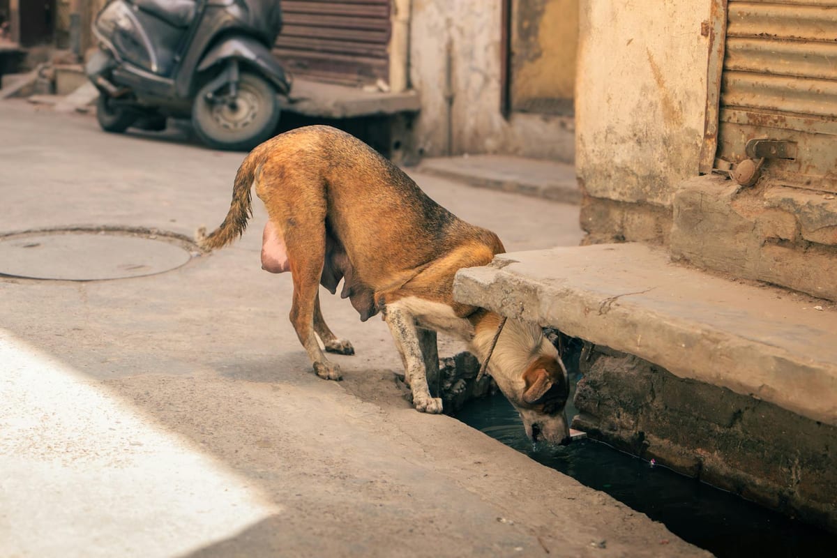 A street dog seeking water during the Indian summer heat