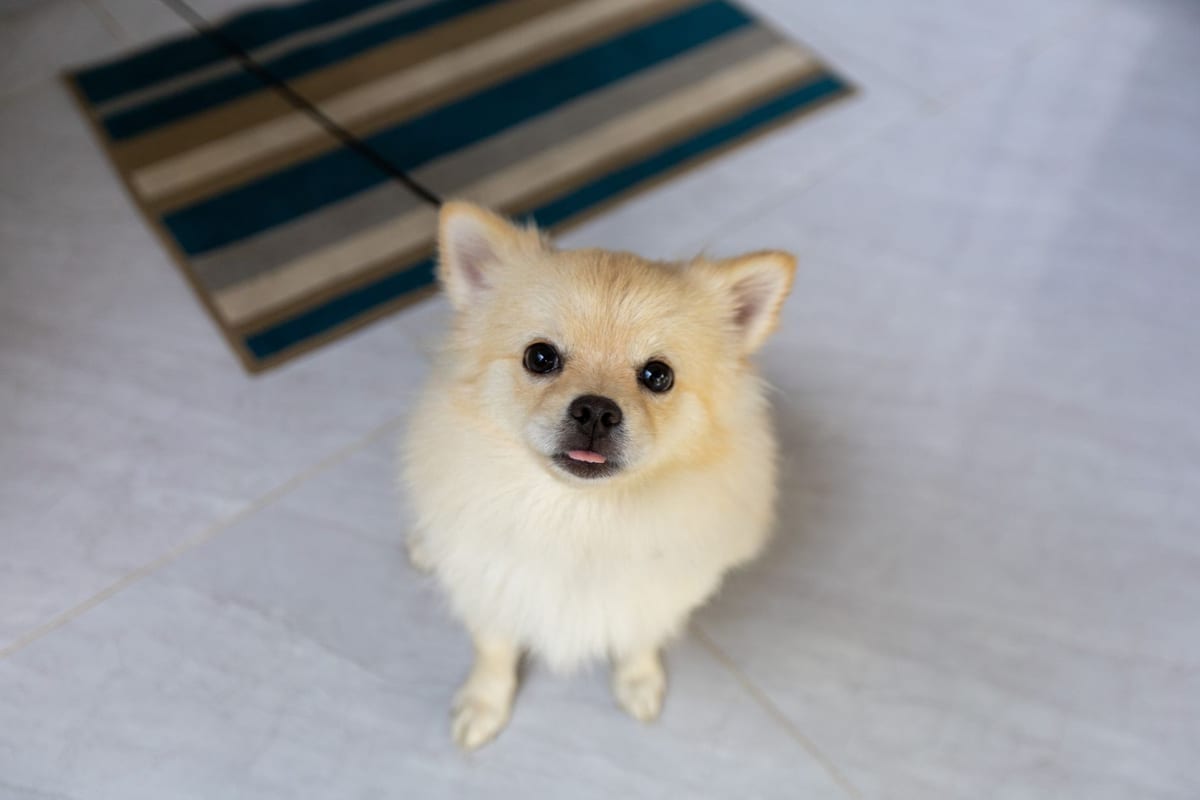 A fluffy Pomeranian, one of the most popular teacup dogs in India