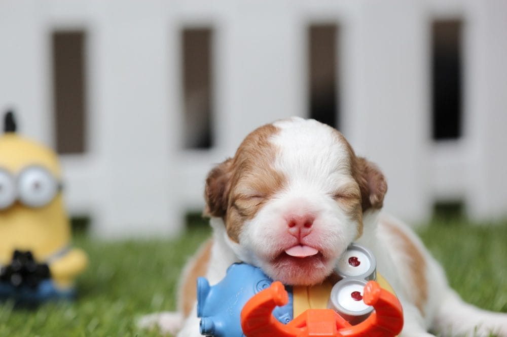 Cute puppy wallpapers