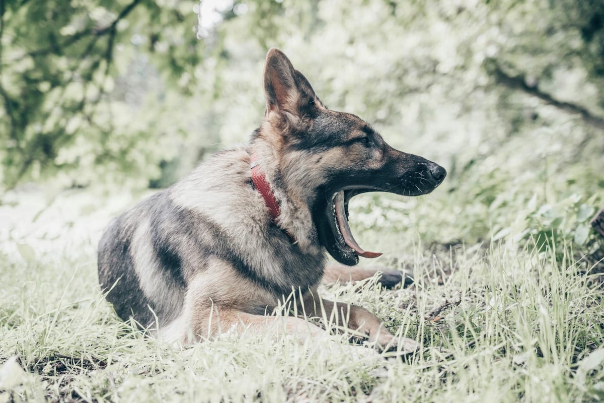 A German Shepherd, also called an Alsatian