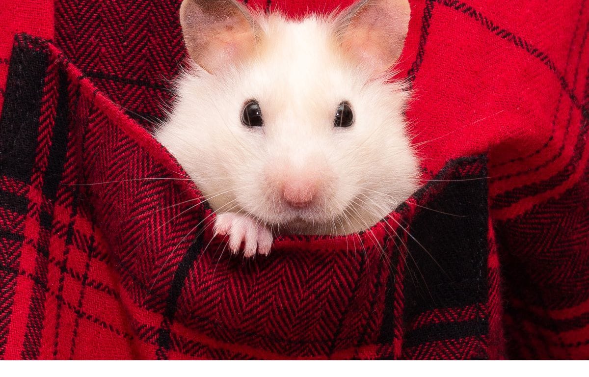 Discover the World of Hamster in India