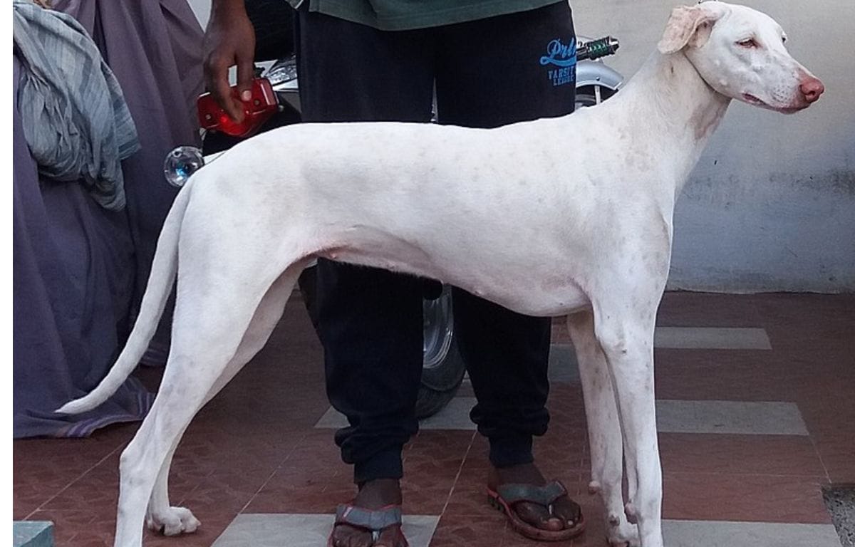 rajapalyam dog price in India