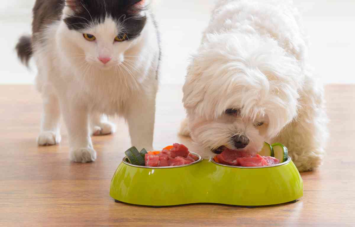 homemade dog food