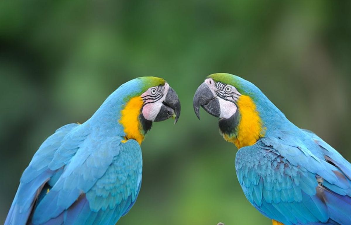 Do Parrots Understand What They Say