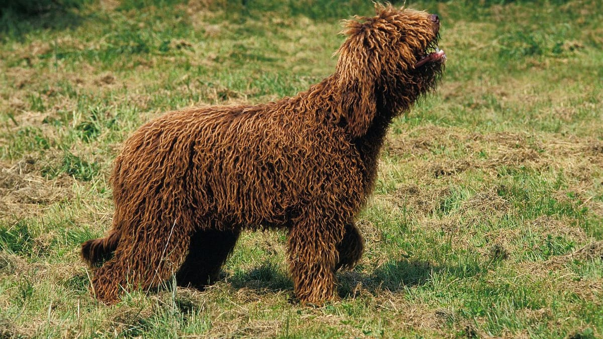 Dog Breed Starts With B