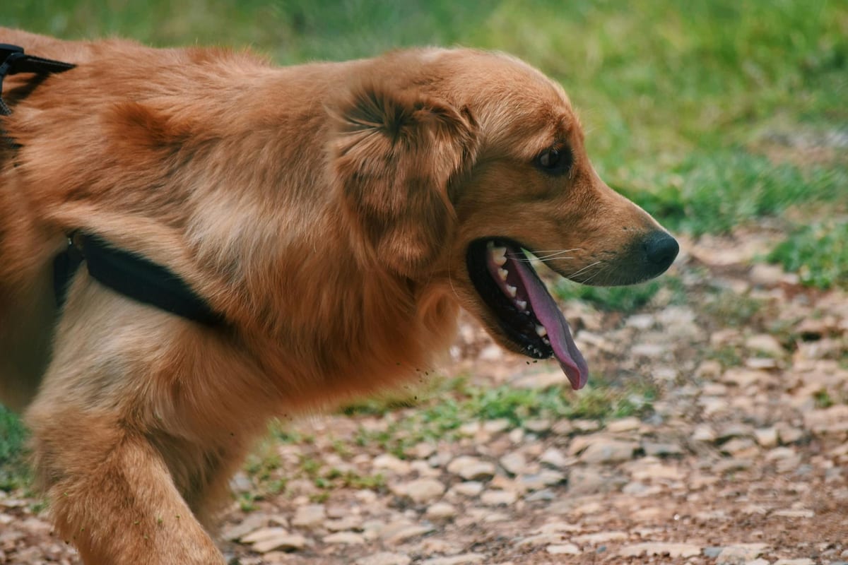 A dog panting heavily in the summer heat