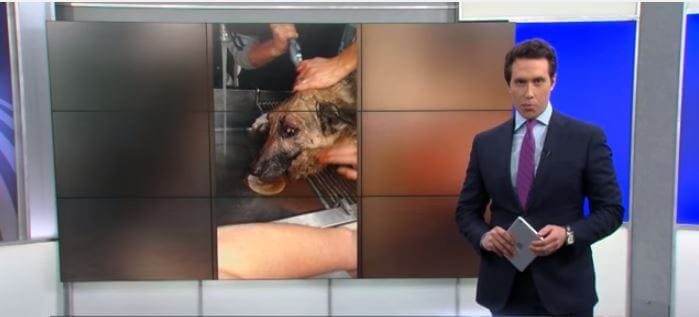Dog rescued from sinkhole after 3 days
