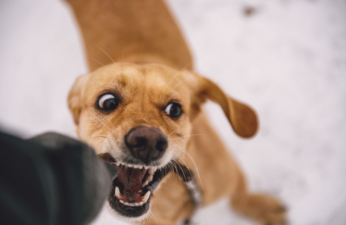 Why dogs bite their owners?