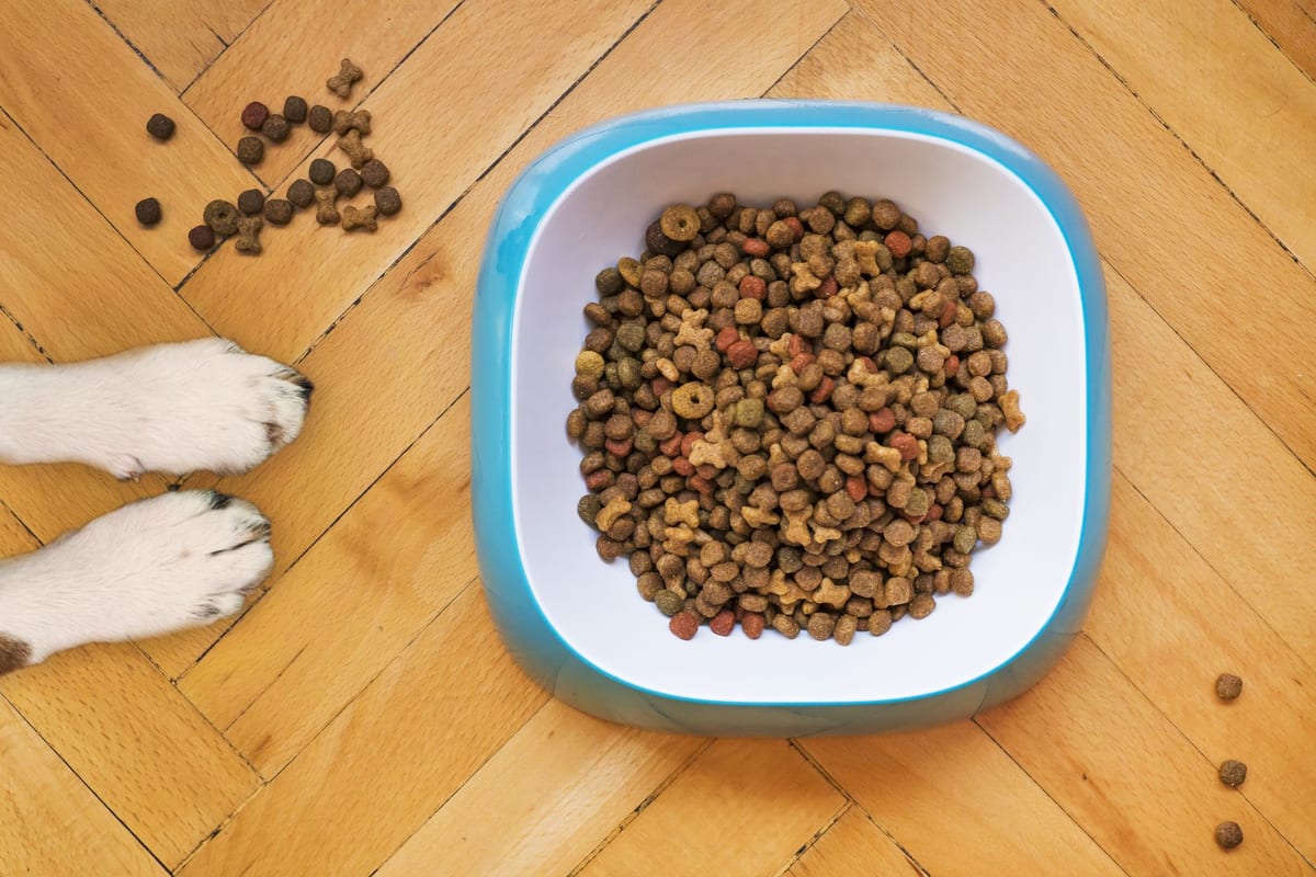 A dog's paws beside a bowl of dry kibble on a wooden floor, shot from above