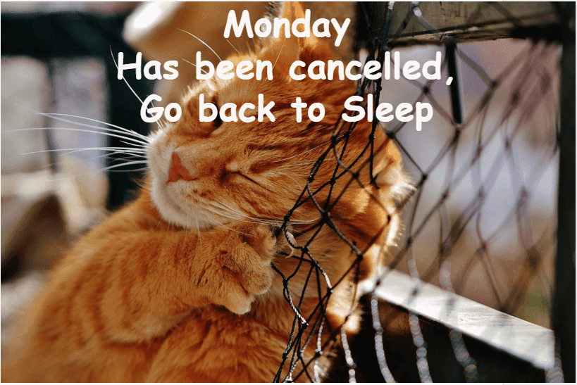 Cat go to sleep