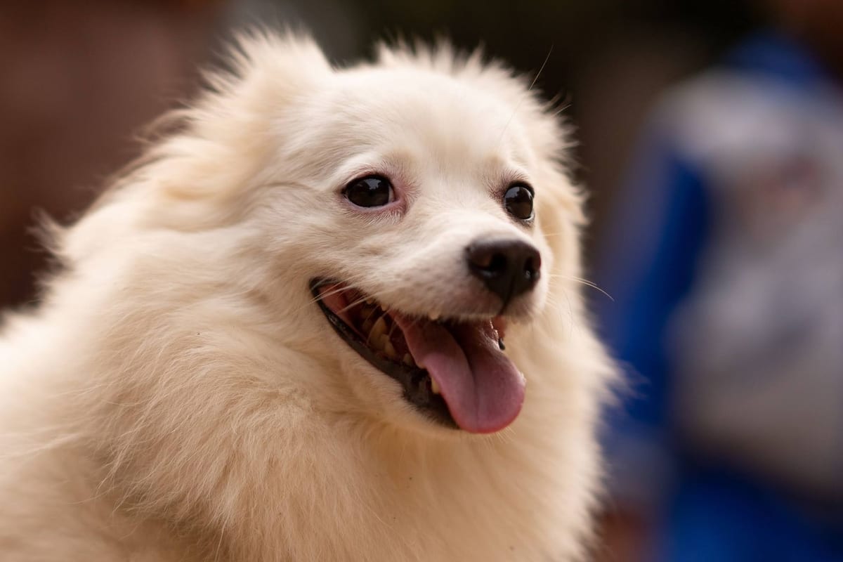 A white Indian Spitz dog