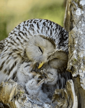 Exploring the Enigmatic World of Owl Eggs: