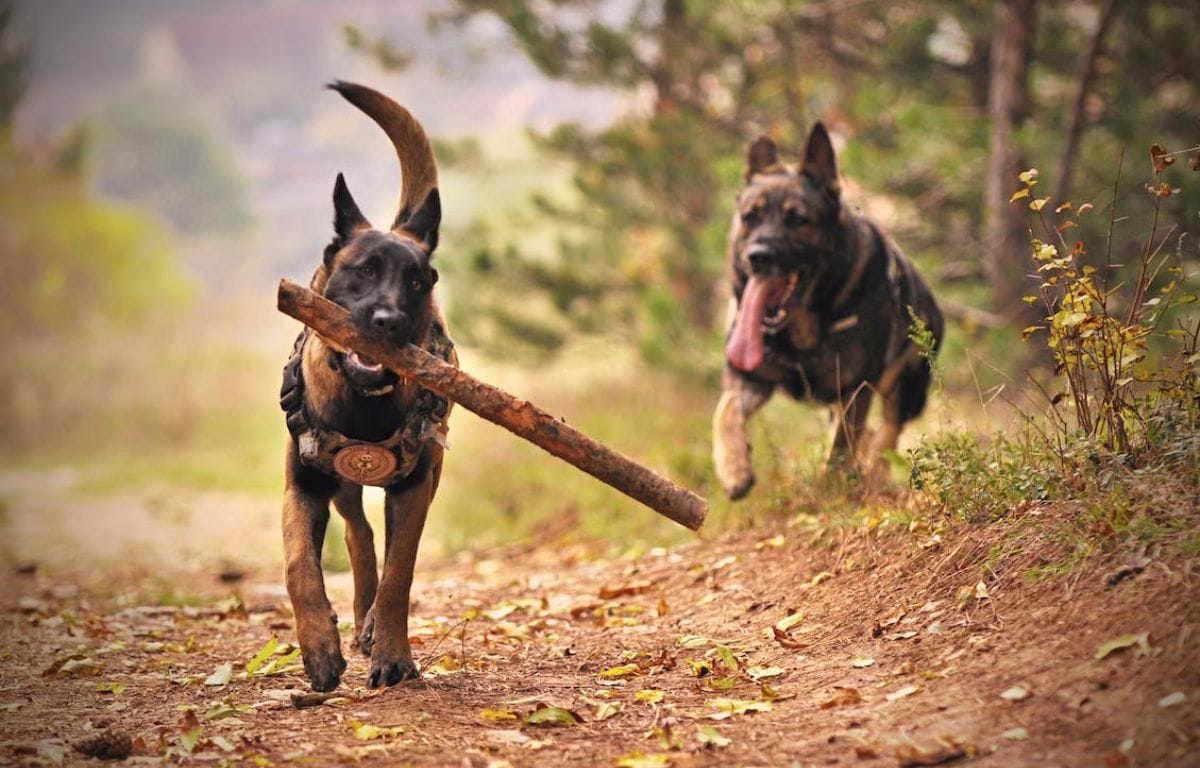 german shepherd price in India