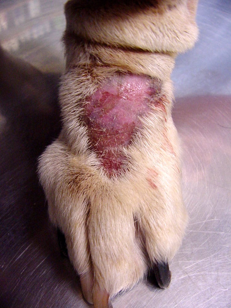 Ring worm in dogs